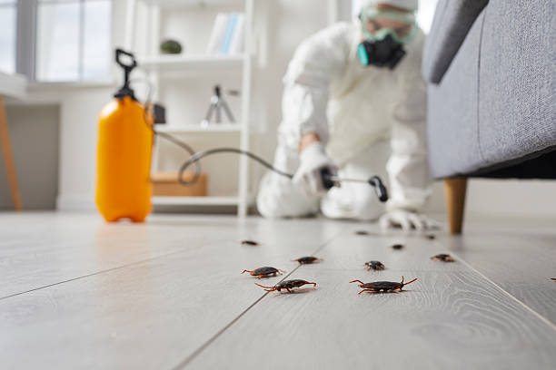 Trusted Cockroach Control service in Santa Fe Springs, CA - Nex Pest Control